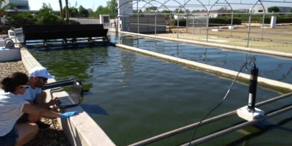 Algae-bacteria mixed culture photobioreactor in OWL2